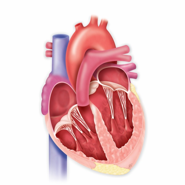Cuore: anatomia e patologie cardiache - GVM